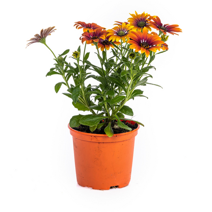 Buitenplant 8x Osteospermum Ecklonis Mix - Pot Ø 12cm Hoogte ↕ 20cm