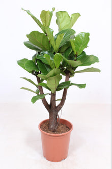 XL Kamerplant - Ficus Lyrata vertakt - Pot Ø 27cm Hoogte ↕ 120cm