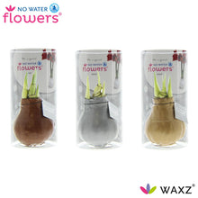 Kamerplant 3x Waxz Gold/Silver/Copper - Bloeiend - Pot Ø 7cm Hoogte ↕ 15cm