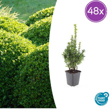 Buitenplant 48x Buxus Sempervirens - Pot Ø 9cm Hoogte ↕ 10-25cm