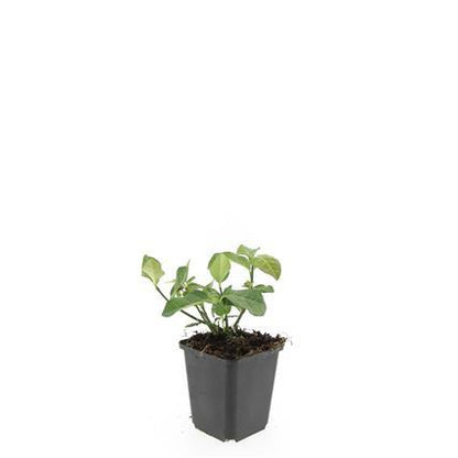 Buitenplant 24x Euonymus fort. 'Dart's Blanket' - Groenblijvend - Pot Ø 9cm Hoogte ↕ 10-25cm