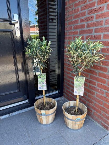 Buitenplant - Olea europaea op stam - Terrasboom - Winterhard - Pot Ø 19cm Hoogte ↕ 90cm