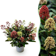Buitenplant - Skimmia japonica Festival - Winterhard - Pot Ø 15cm Hoogte ↕ 30cm