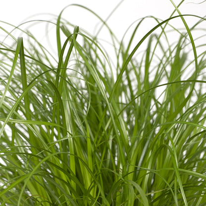 Kamerplant - Cyperus Alternifolius - Kattengras - Pot Ø 12cm Hoogte ↕ 20cm