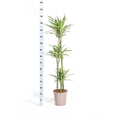 Kamerplant - Dracaena Deremensis White Stripe - Luchtzuiverend - Pot Ø 24cm Hoogte ↕ 130-150cm