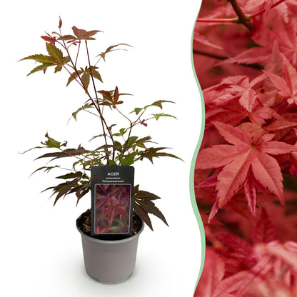 Buitenplant - Acer palmatum 'Atropurpureum' - Pot Ø 12cm Hoogte ↕ 35cm