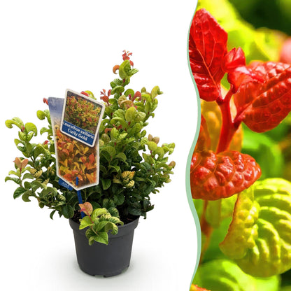 Buitenplant - Leucothoe Curly Gold - Groenblijvend - Pot Ø 17cm Hoogte ↕ 40cm