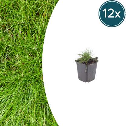 Buitenplant 12x Festuca gautieri - Pot Ø 9cm Hoogte ↕ 10-25cm