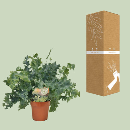Kamerplant - Phlebodium Davana - Pot Ø 12cm Hoogte ↕ 35cm