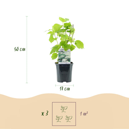 Buitenplant - Hydrangea arborescens Annabelle - Bloeiend - Pot Ø 17cm Hoogte ↕ 50cm