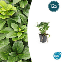 Buitenplant 12x Pachysandra terminalis - Pot Ø 9cm Hoogte ↕ 10-25cm