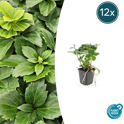 Buitenplant 12x Pachysandra terminalis - Pot Ø 9cm Hoogte ↕ 10-25cm