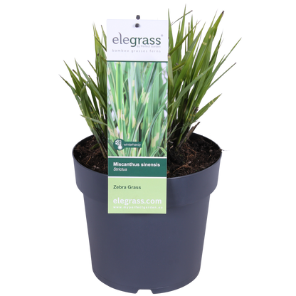 Buitenplant - Miscanthus sinensis Strictus - Pot Ø 23cm Hoogte ↕ 60cm