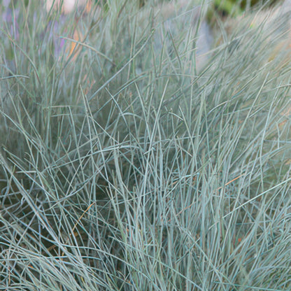 Buitenplant 6x Festuca glauca 'Elijah Bleu' - Pot Ø 9cm Hoogte ↕ 10-25cm