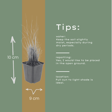 Buitenplant 48x Calamagrostis brachytricha - Pot Ø 9cm Hoogte ↕ 10-25cm