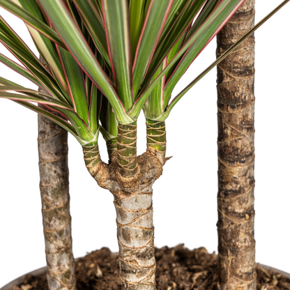 Kamerplant - Dracaena Marginata Bicolor - Pot Ø 21cm Hoogte ↕ 110-130cm