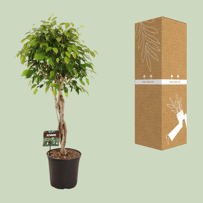 XL kamerplant - Ficus Benjamina Exotica - Pot Ø 27cm Hoogte ↕ 120cm