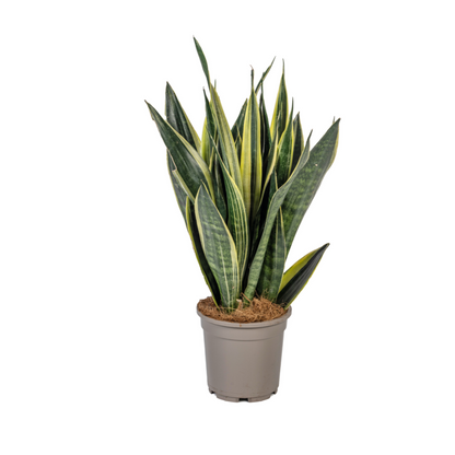 Kamerplant - Sansevieria Trifasciata Canary - Pot Ø 17cm Hoogte ↕ 45-55cm