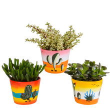 Kamerplant 3x Crassula mix - In Mexicaanse pot - Pot Ø 10,5cm