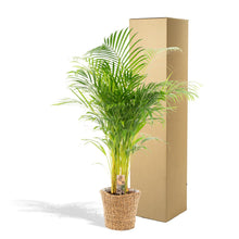 XL kamerplant - Areca met mand - Pot Ø 24cm Hoogte ↕ 130cm