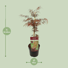 Buitenplant - Acer palmatum 'Garnet' - Pot Ø 19cm Hoogte ↕ 40cm
