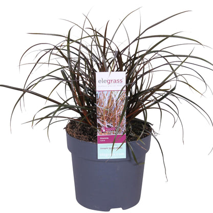 Buitenplant - Uncinia Rubra - Pot Ø 14cm Hoogte ↕ 30cm