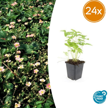 Buitenplant 24x Fragaria vesca - Wilde Aardbei - Pot Ø 9cm Hoogte ↕ 10-25cm