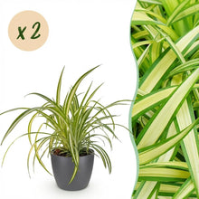 Kamerplant 2x Chlorophytum comosum Variegatum - Pot Ø 12cm Hoogte ↕ 20cm