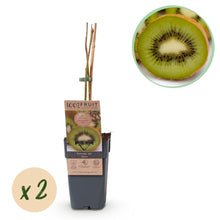 Buitenplant - Actinidia deliciosa Jenny - Groene Kiwi 2 planten - Pot Ø 15cm Hoogte ↕ 50cm