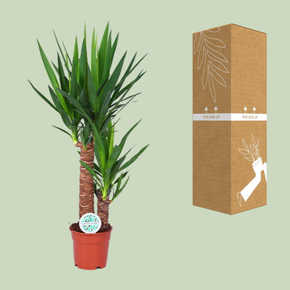 Kamerplant - Yucca - Pot Ø 17cm Hoogte ↕ 80cm