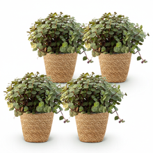 Kamerplant 4x Callisia repens - Kattengras - Pot Ø 12cm Hoogte ↕ 17-20cm