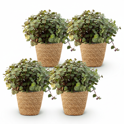 Kamerplant 4x Callisia repens - Kattengras - Pot Ø 12cm Hoogte ↕ 17-20cm