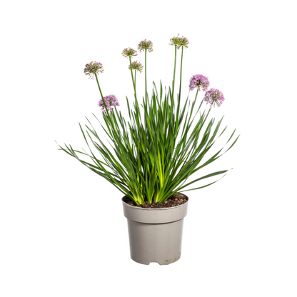 Buitenplant - Allium Senescens 'Millenium' - Bloeiend - Pot Ø 19cm Hoogte ↕ 50-60cm