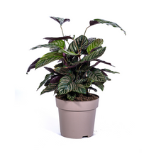 Kamerplant - Calathea Ornata Sanderiana - Pot Ø 27cm Hoogte ↕ 60-80cm