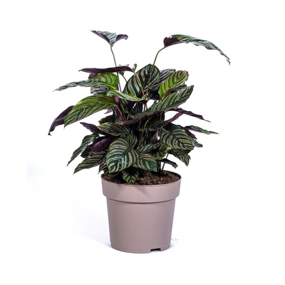 Kamerplant - Calathea Ornata Sanderiana - Pot Ø 27cm Hoogte ↕ 60-80cm