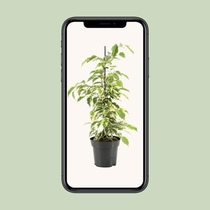 Kamerplant - Ficus Benjamina Samantha - Pot Ø 14cm Hoogte ↕ 55cm