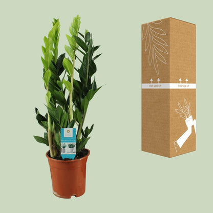 Kamerplant - Zamioculcas zamiifolia - Pot Ø 17cm Hoogte ↕ 65cm