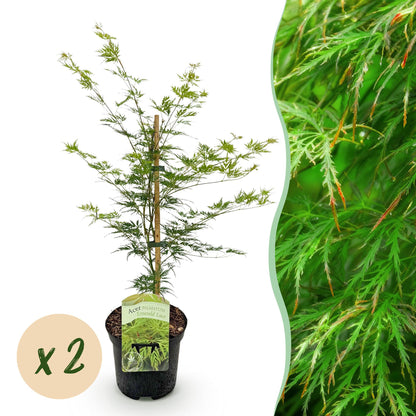 Buitenplant 2x Acer palmatum Emerald Lace - Pot Ø 19cm Hoogte ↕ 70cm