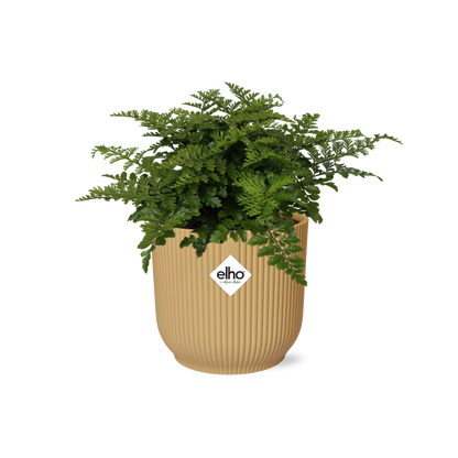 Kamerplant - Asplenium Parvati - Pot Ø 14cm