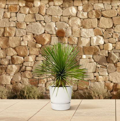 Kamerplant - Yucca Rostrata op stam - Pot Ø 27cm Hoogte ↕ 70cm