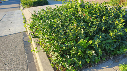 Buitenplant 24x Euonymus fort. 'Coloratus' - Bladhoudend - Pot Ø 9cm Hoogte ↕ 10-25cm