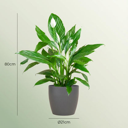 Kamerplant - Spathiphyllum - Inclusief grijze sierpot - Pot Ø 21cm Hoogte ↕ 80cm