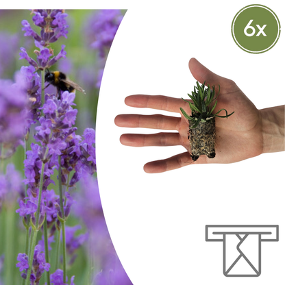 Buitenplant 6x Lavandula 'Munstead' - Bloeiend - Aromatisch