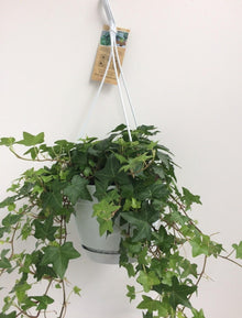 Kamerplant - Hedera Helix Groen - Hangplant met witte hangpot - Pot Ø 17cm