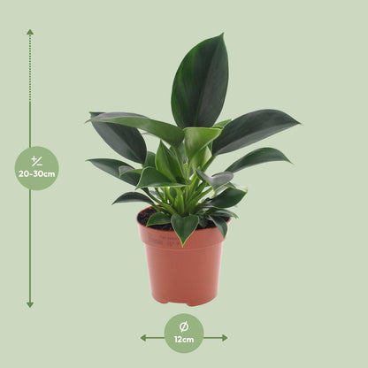 Kamerplant - Philodendron Green Princess - Pot Ø 12cm Hoogte ↕ 25cm