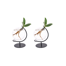Kamerplant 2x Clusia in Victoria Glas - Pot Ø 5cm Hoogte ↕ 10cm