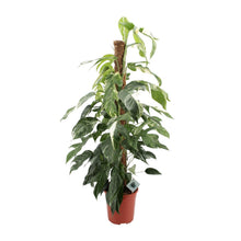 Kamerplant - Epipremnum Pinnatum Albo Variegata - XL - Pot Ø 24cm Hoogte ↕ 125cm