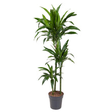Kamerplant - Dracaena Janet Craig - Luchtzuiverend - Pot Ø 24cm Hoogte ↕ 150cm