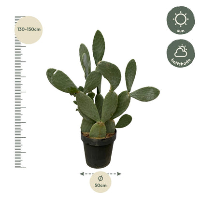 XL kamerplant - Cactus Opuntia - Pot Ø 38cm Hoogte ↕ 120cm