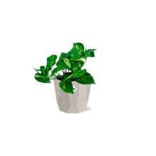 Kamerplant - Epipremnum Pinnatum 'Aureum' - Pot Ø 14cm